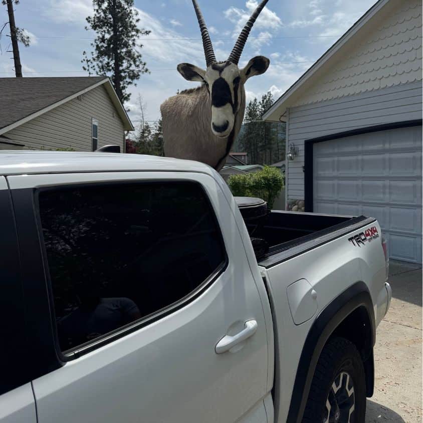 Moving truck with a large goat statue in the background.